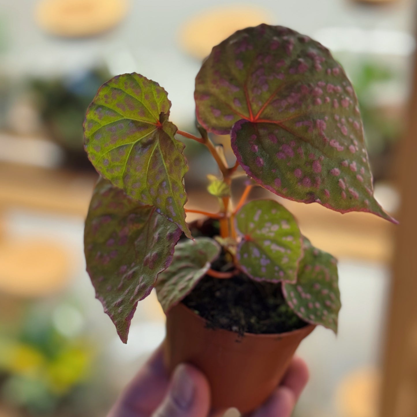Begonia sp. Muara Wahau