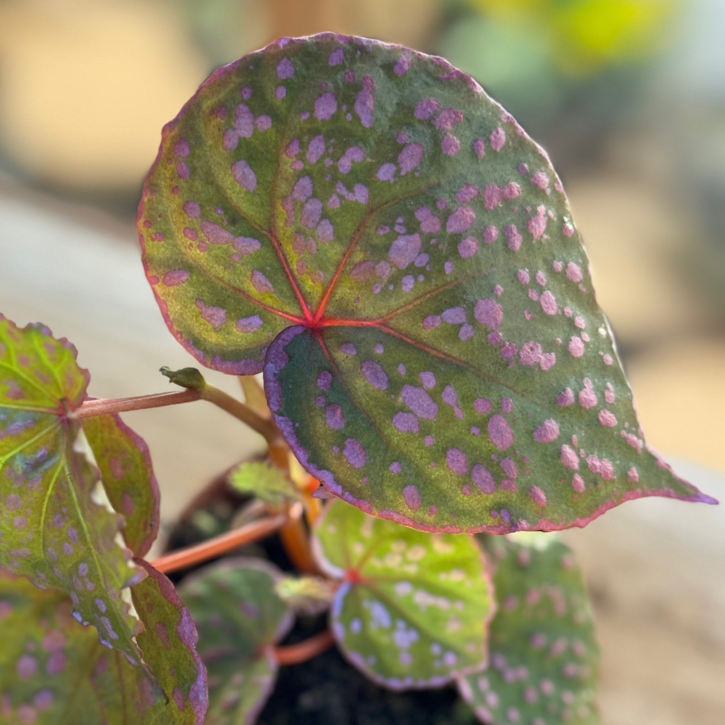 Begonia sp. Muara Wahau
