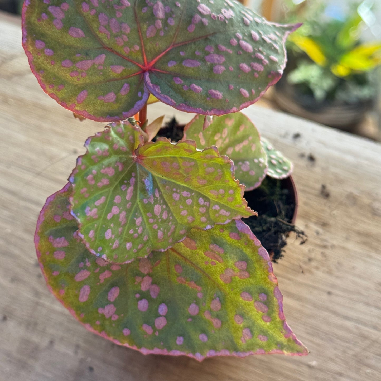 Begonia sp. Muara Wahau
