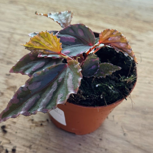 Begonia sp. julau