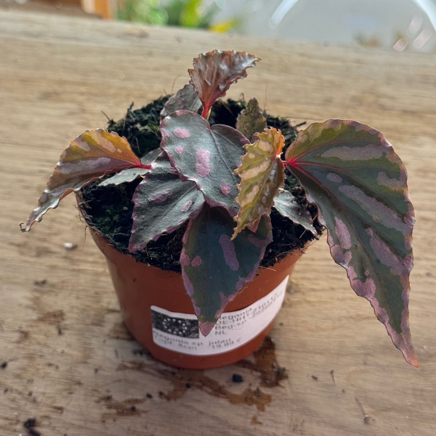 Begonia sp. julau