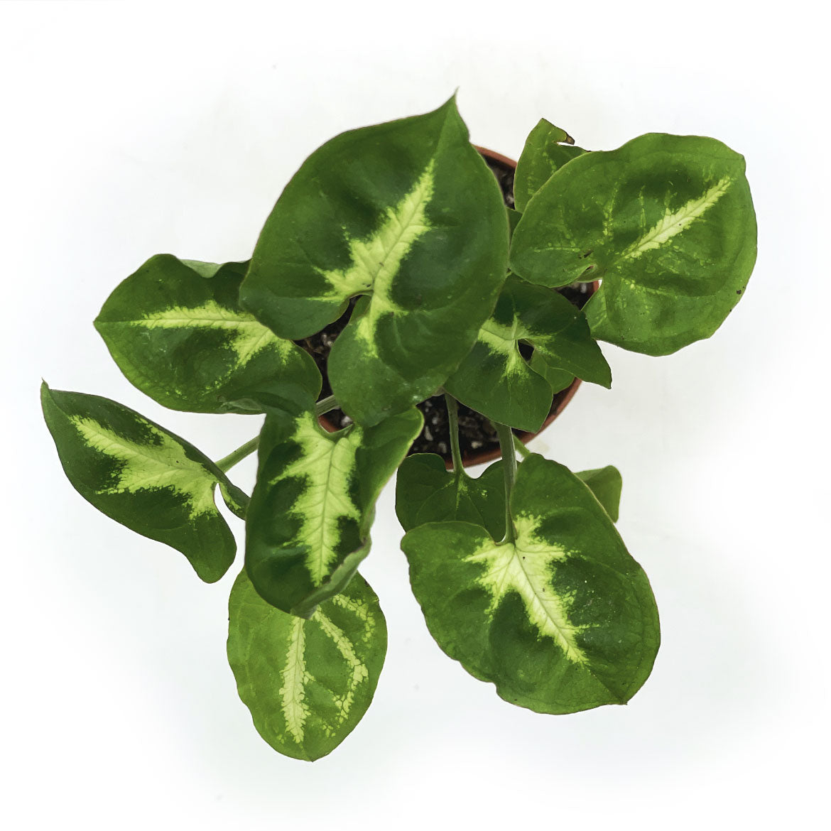 Syngonium podophyllum 'Pixie' | Purpurtute