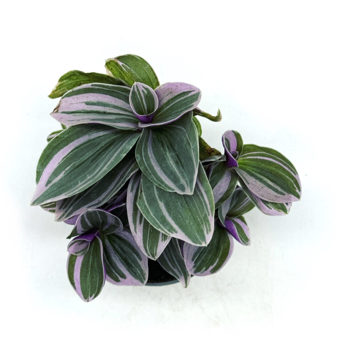 Tradescantia cerinthoides 'Sweetness' | Zebrakraut | Dreimasterblume