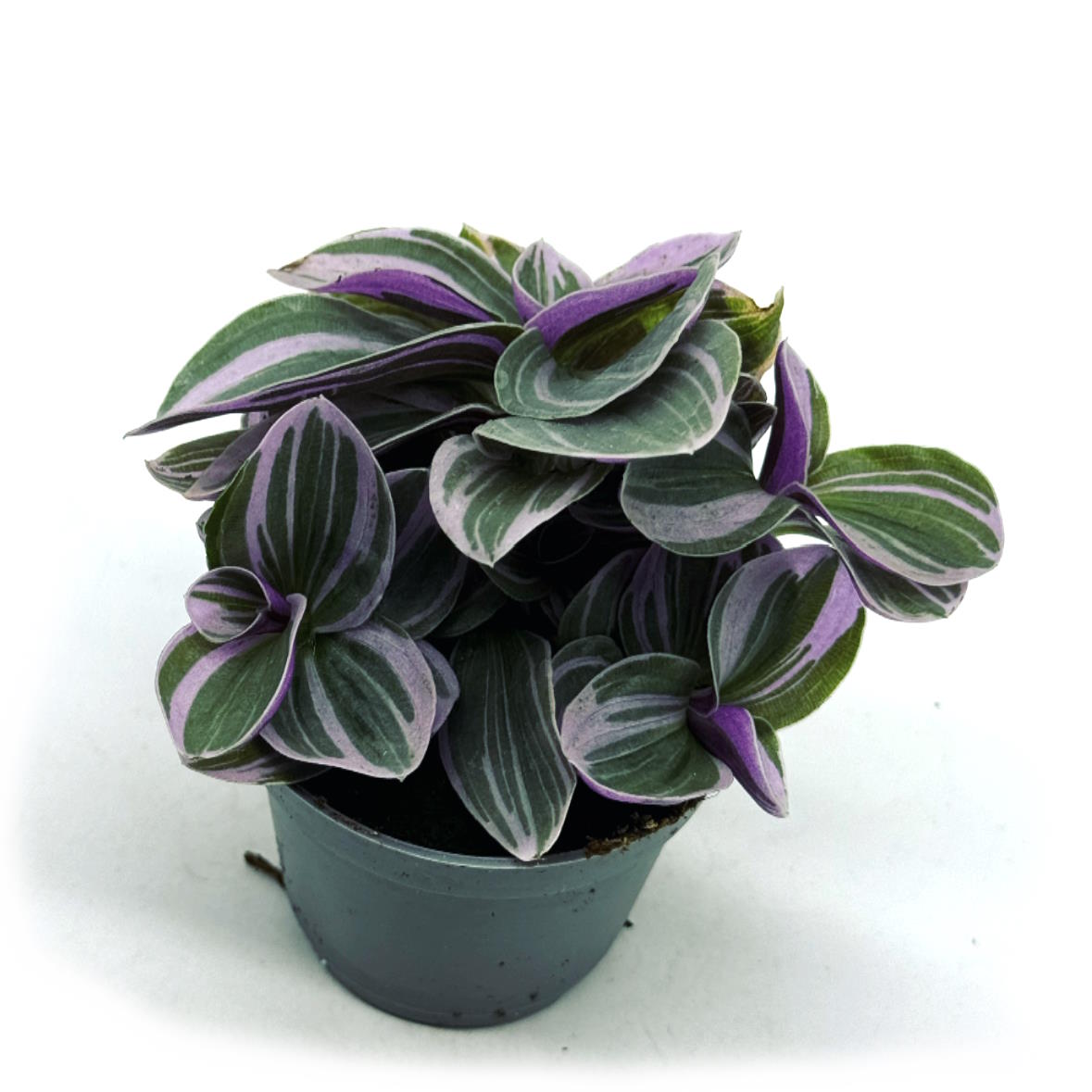 Tradescantia cerinthoides 'Sweetness' | Zebrakraut | Dreimasterblume