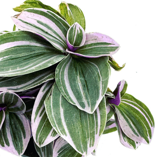 Tradescantia cerinthoides 'Sweetness' | Zebrakraut | Dreimasterblume