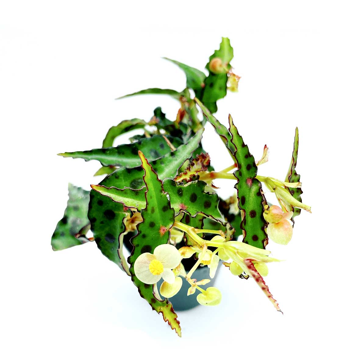 Begonia amphioxus | Schmetterlingsbegonie