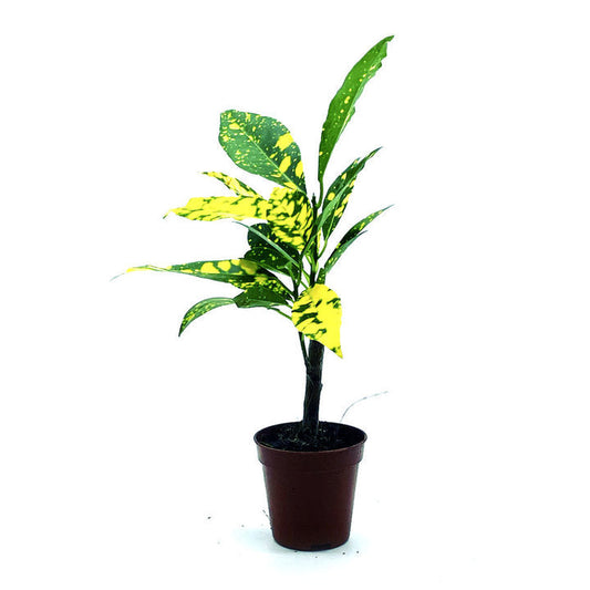Codiaeum variegatum 'Aucubaefolia' | Wunderstrauch | Kroton