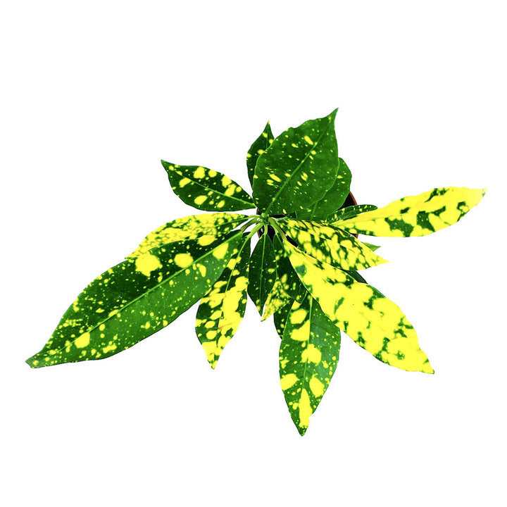 Codiaeum variegatum 'Aucubaefolia' | Wunderstrauch | Kroton