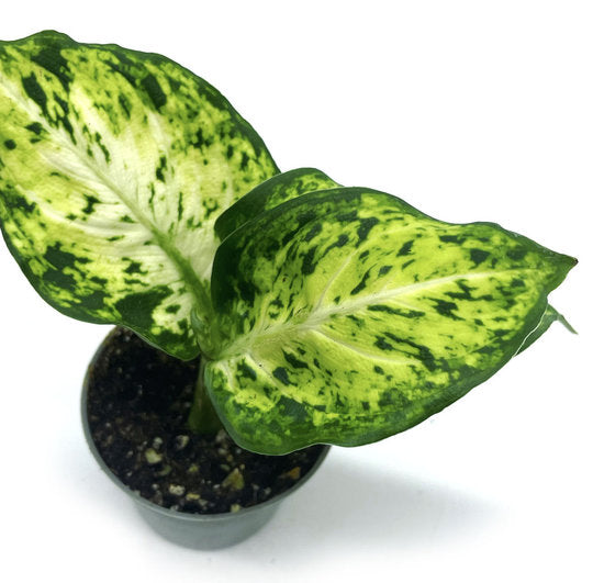 Dieffenbachia seguine 'Mars' | Giftaron | Schweigrohr