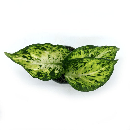 Dieffenbachia seguine 'Mars' | Giftaron | Schweigrohr