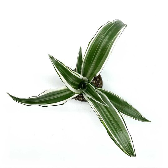 Draceana fragrans 'White Jewel' | Duftender Drachenbaum