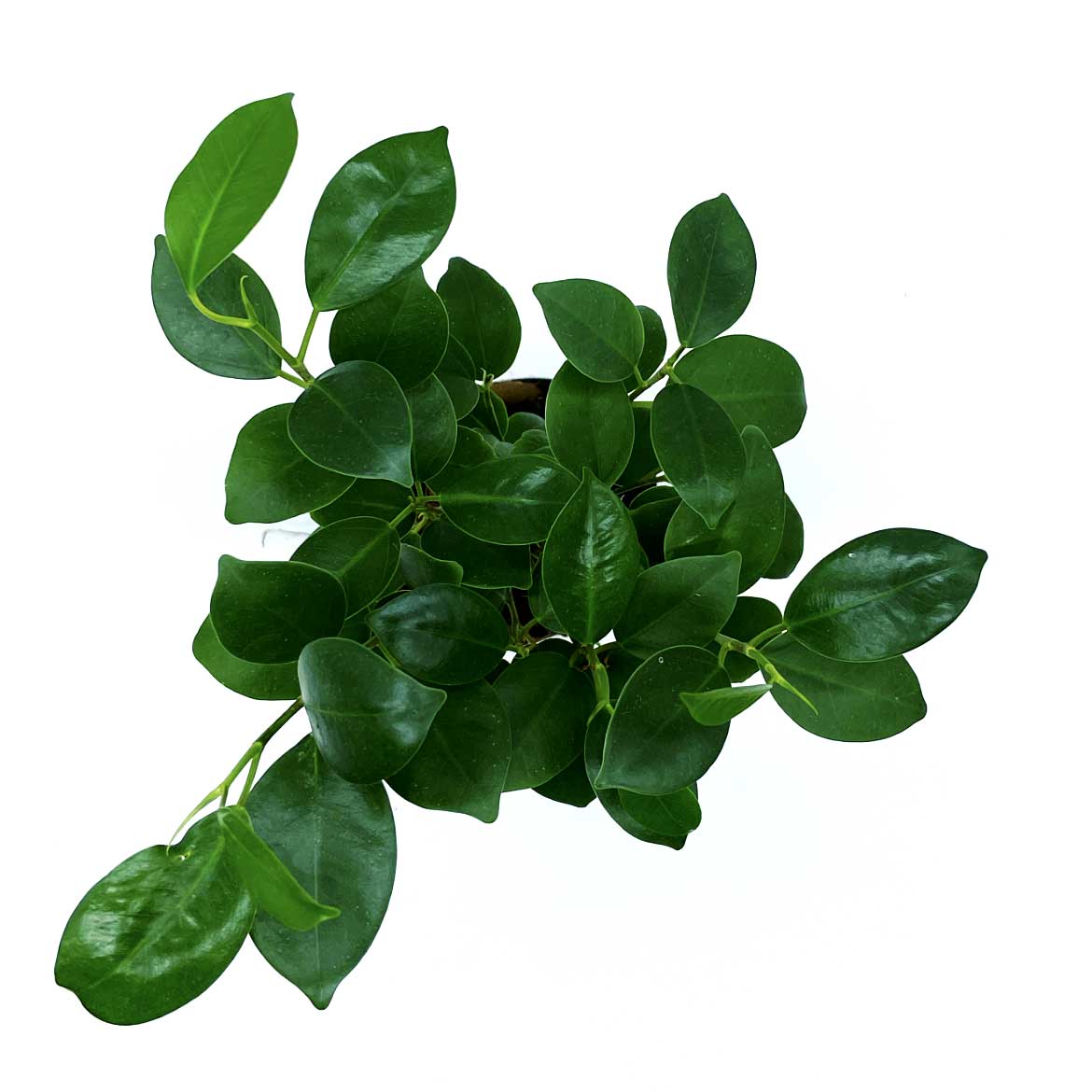 Ficus microcarpa 'Ginseng' | Ficus Bonsai | Chinesische Feige