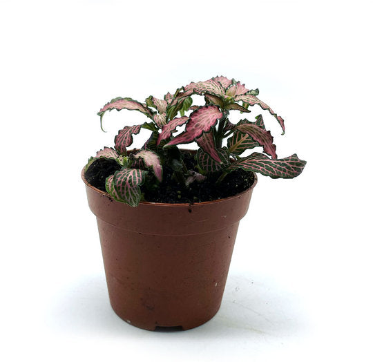 Fittonia albivenis 'Pink Forest Flame' | ehem. verschaffeltii | Mosaikpflanze