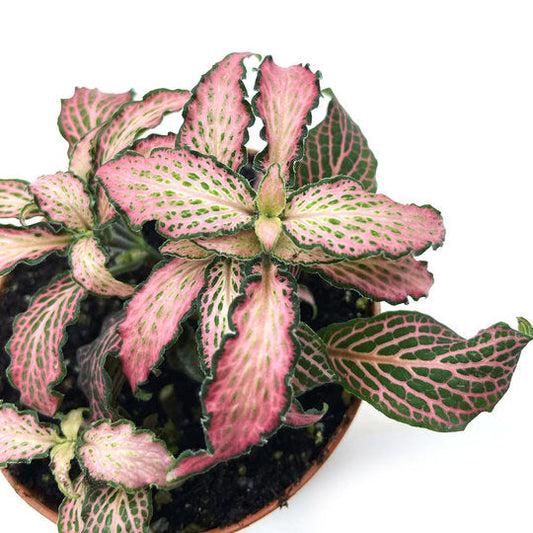 Fittonia albivenis 'Pink Forest Flame' | ehem. verschaffeltii | Mosaikpflanze